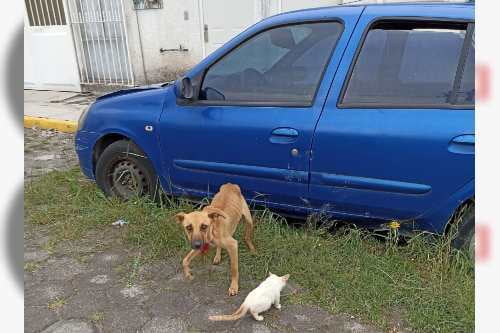 Denuncia ciudadana: Encierran perros y gatos en un coche y casa en Zinacantepec